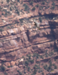 Peregrine Falcon 1755
